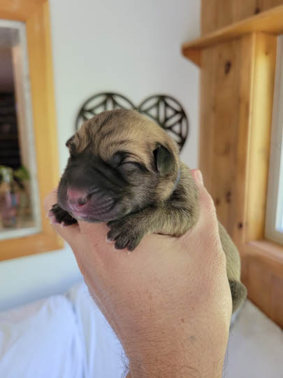 chinook dog